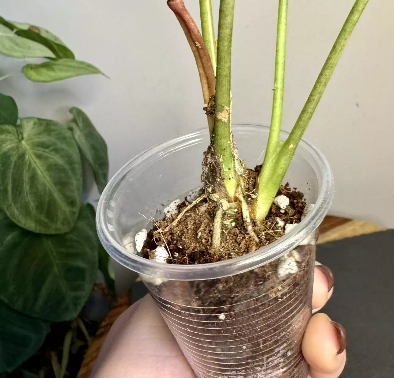 plant/Alocasia Longiloba 2 in pot-1