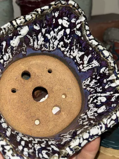 plant/Gutty Struts-1-thumbnail