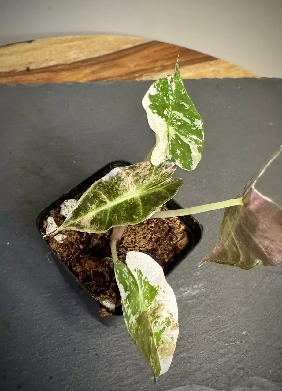 plant/Alocasia Amazonica Pink Polly-0