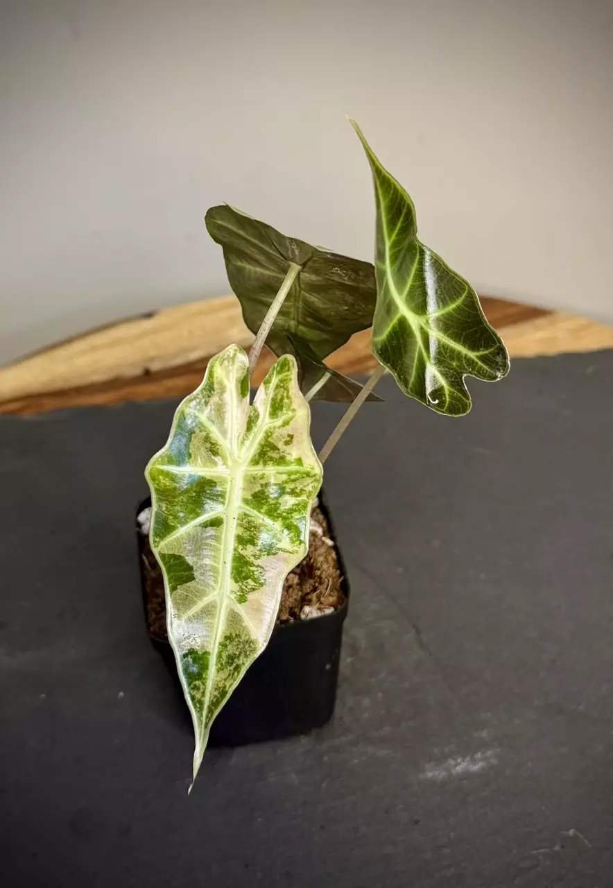 plant/Alocasia Amazonica Pink Polly - 2 in pot-0