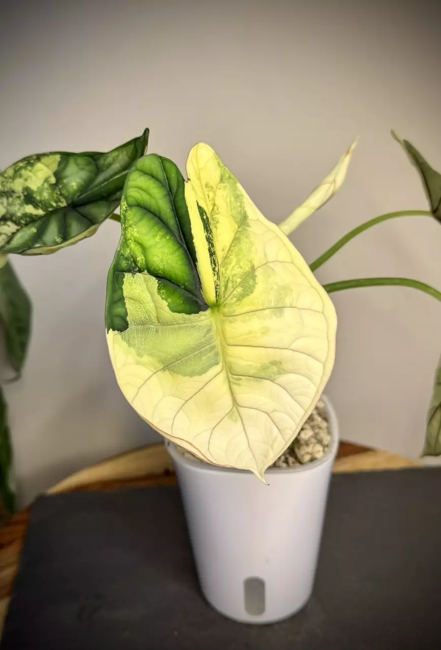 plant/Alocasia Dragon scale Albo CORM-0