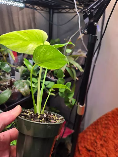 plant/Mint Monstera 3.5 inch pot-2-thumbnail