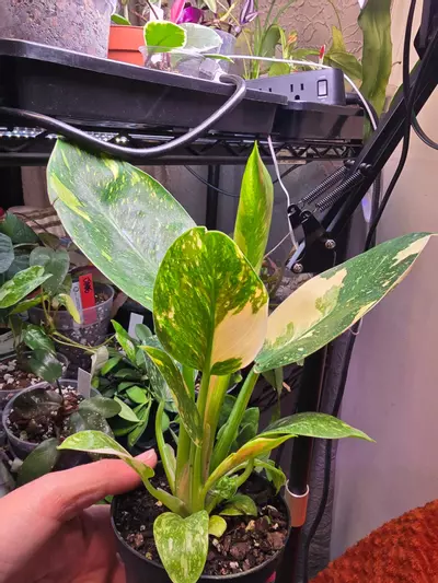 plant/Copper Flame Green Congo Philodendron 4 inch pot-4-thumbnail