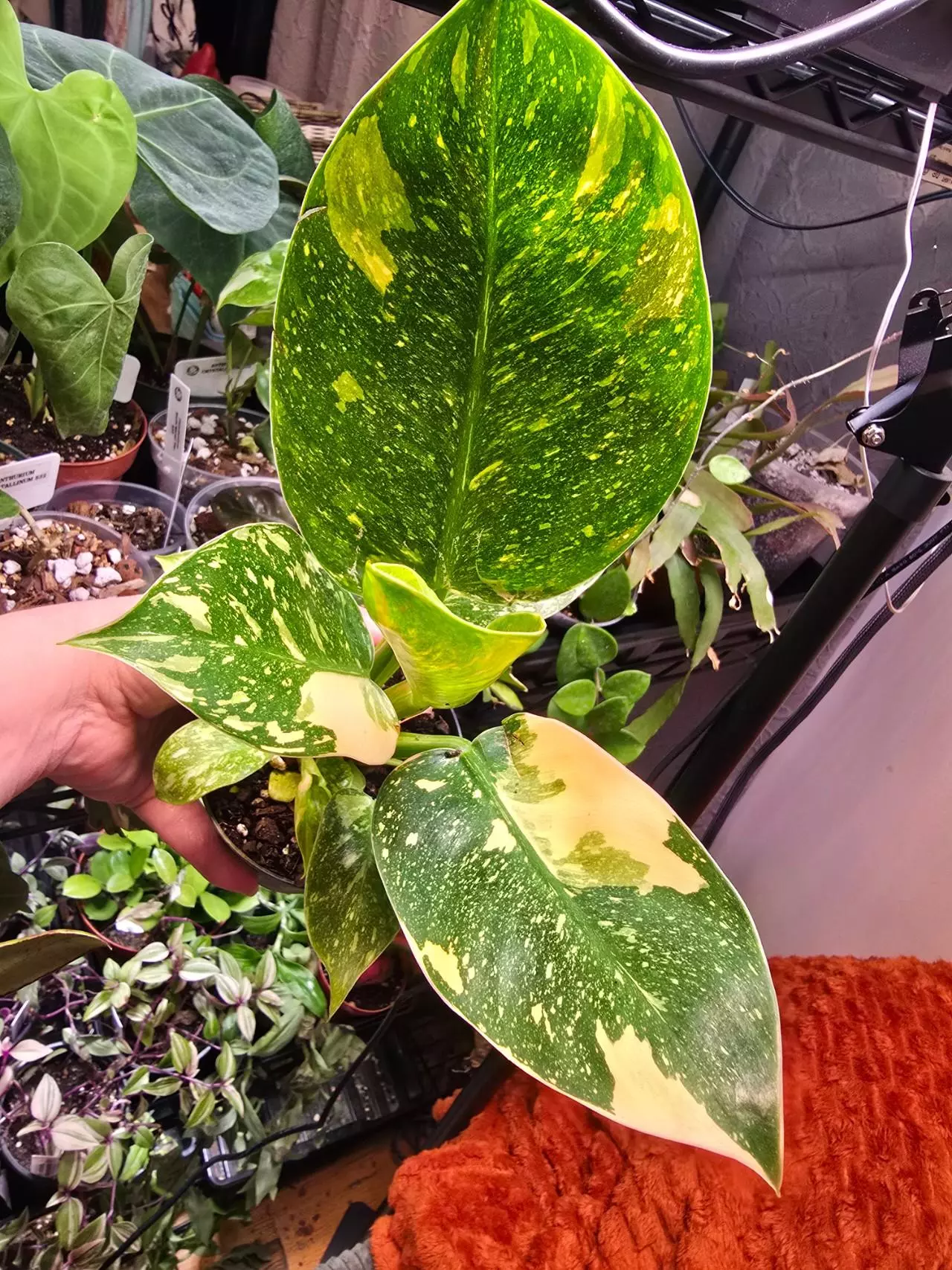 plant/Copper Flame Green Congo Philodendron 4 inch pot-5