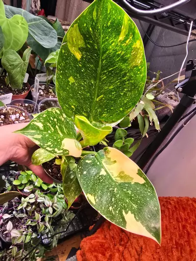 plant/Copper Flame Green Congo Philodendron 4 inch pot-5-thumbnail