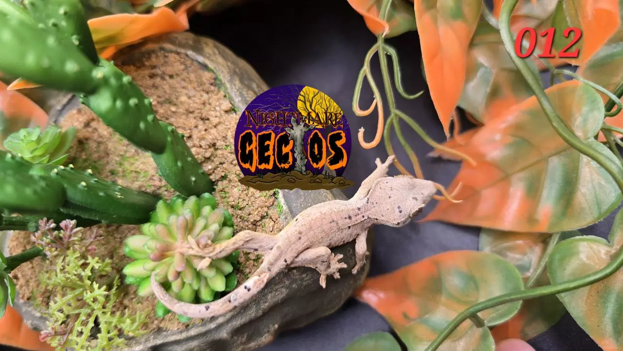 plant/012. Super Dalmation Ink blot poss oil spots SPG X Cheese-1