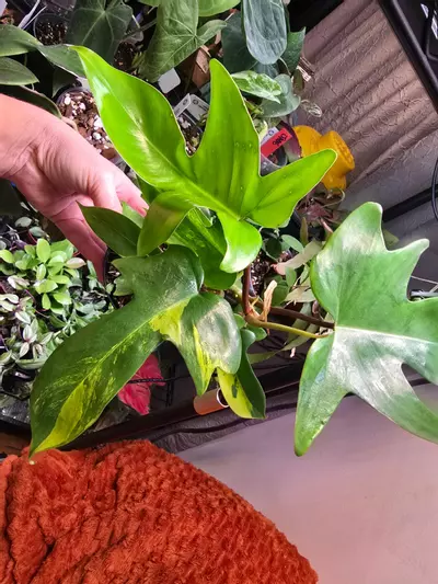 plant/Florida Beauty "Sunrise" Philodendron 4 inch pot-4-thumbnail