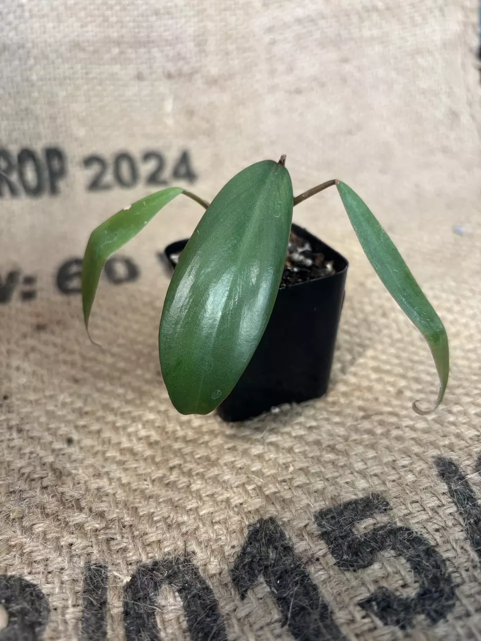 plant/Philodendron NOID-0