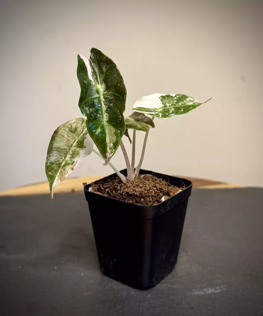 plant/Alocasia Amazonica Pink Polly-1