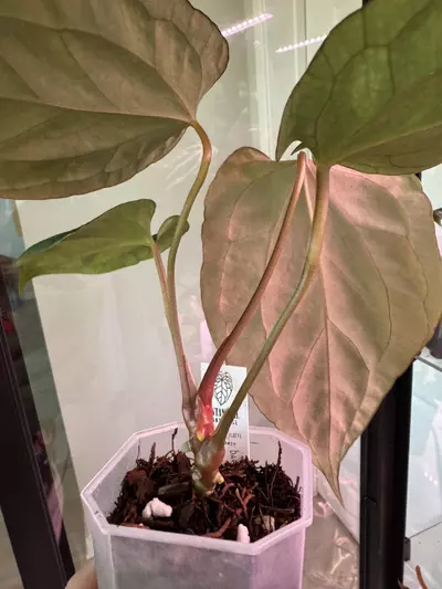 plant/Dark Phoenix x Dorito Port-1-thumbnail