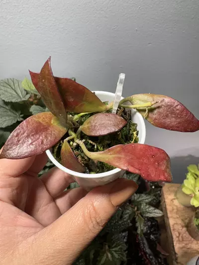 plant/Hoya Walliniana Sunstressed  (Rooted)-1-thumbnail