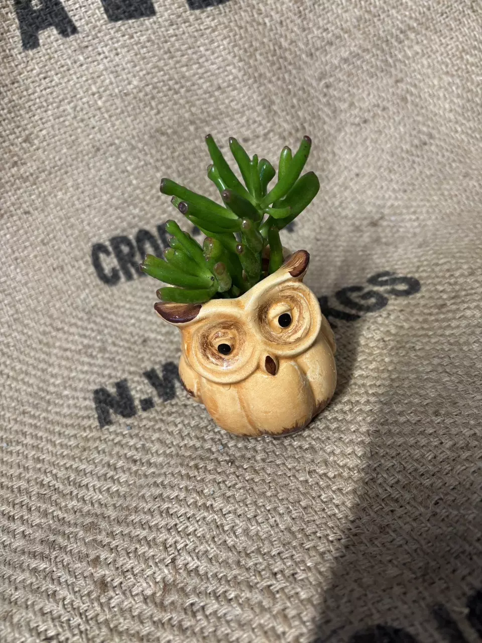 plant/Gollum Jade in Owl Pot-0