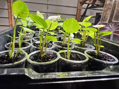 plant/2 sparkly seedling Anthurium Hybrid Bundle-4-thumbnail