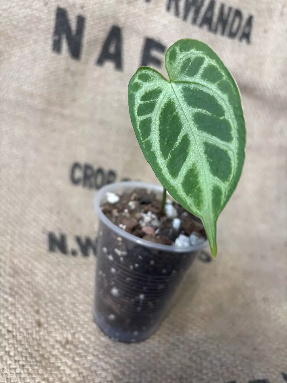 plant/Anthurium Brielle-0