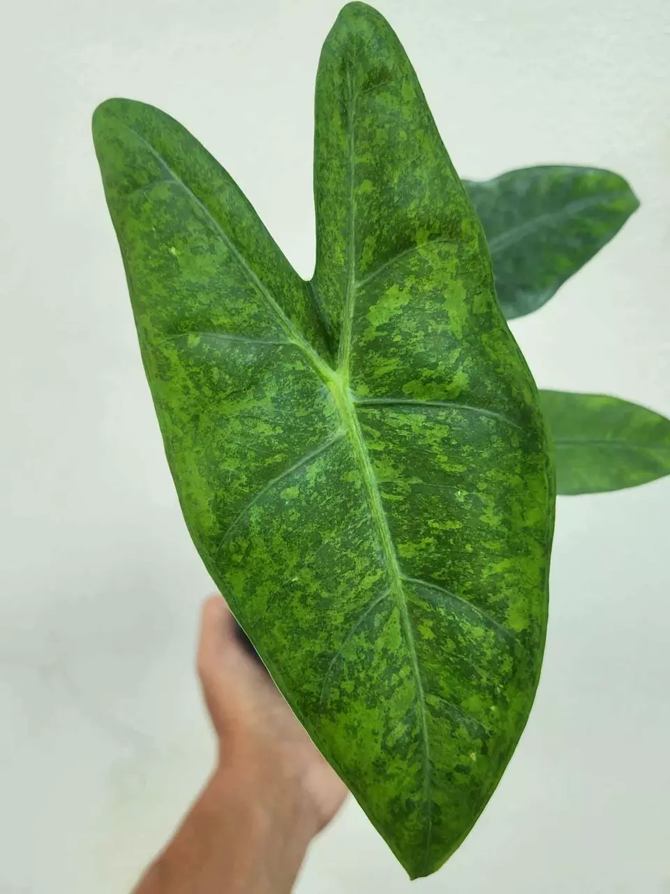 plant/Alocasia Longiloba Green Galaxy CORM-0
