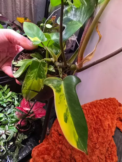 plant/Florida Beauty "Sunrise" Philodendron 4 inch pot-2-thumbnail