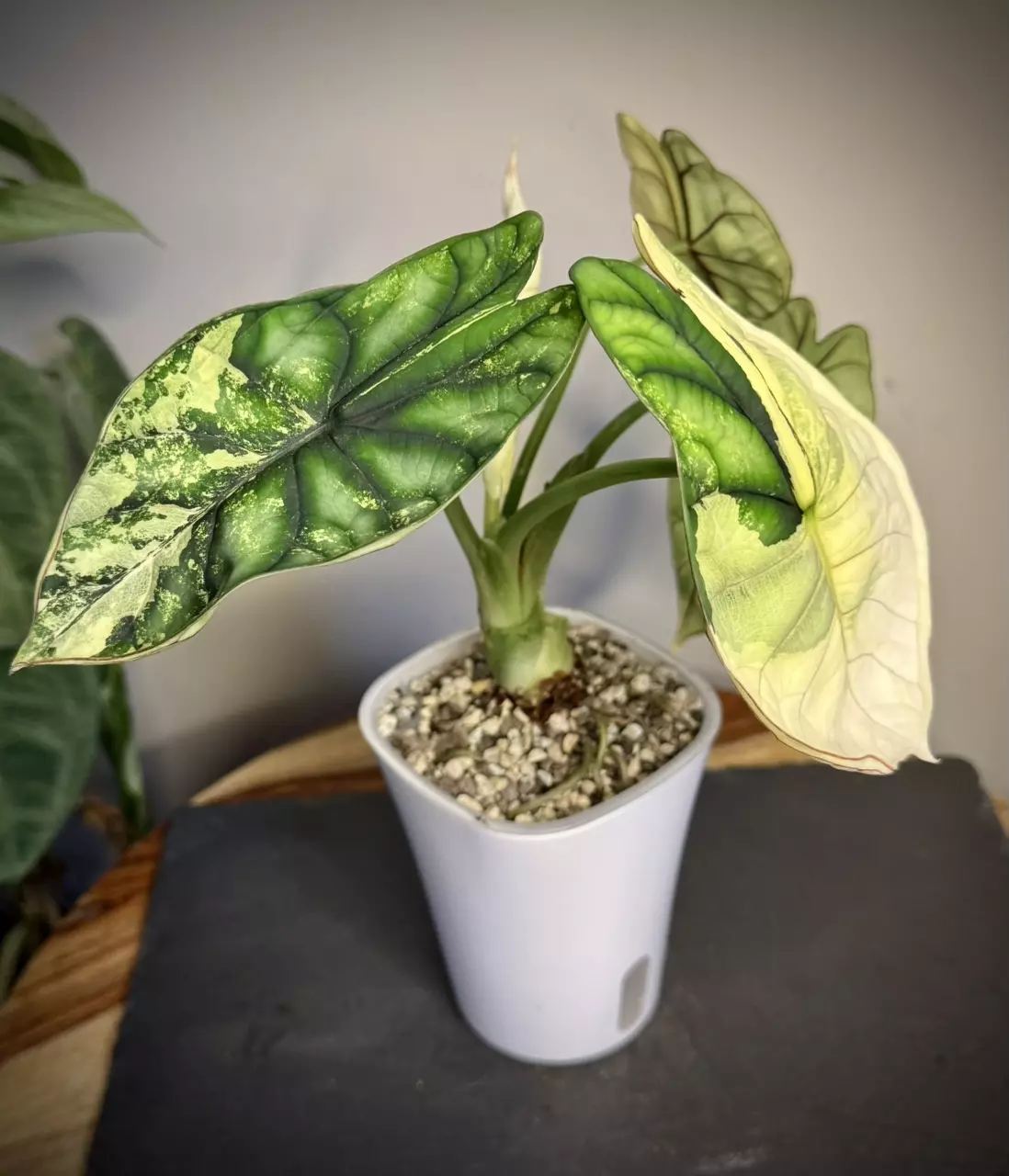 plant/Alocasia Dragon scale Albo CORM-1