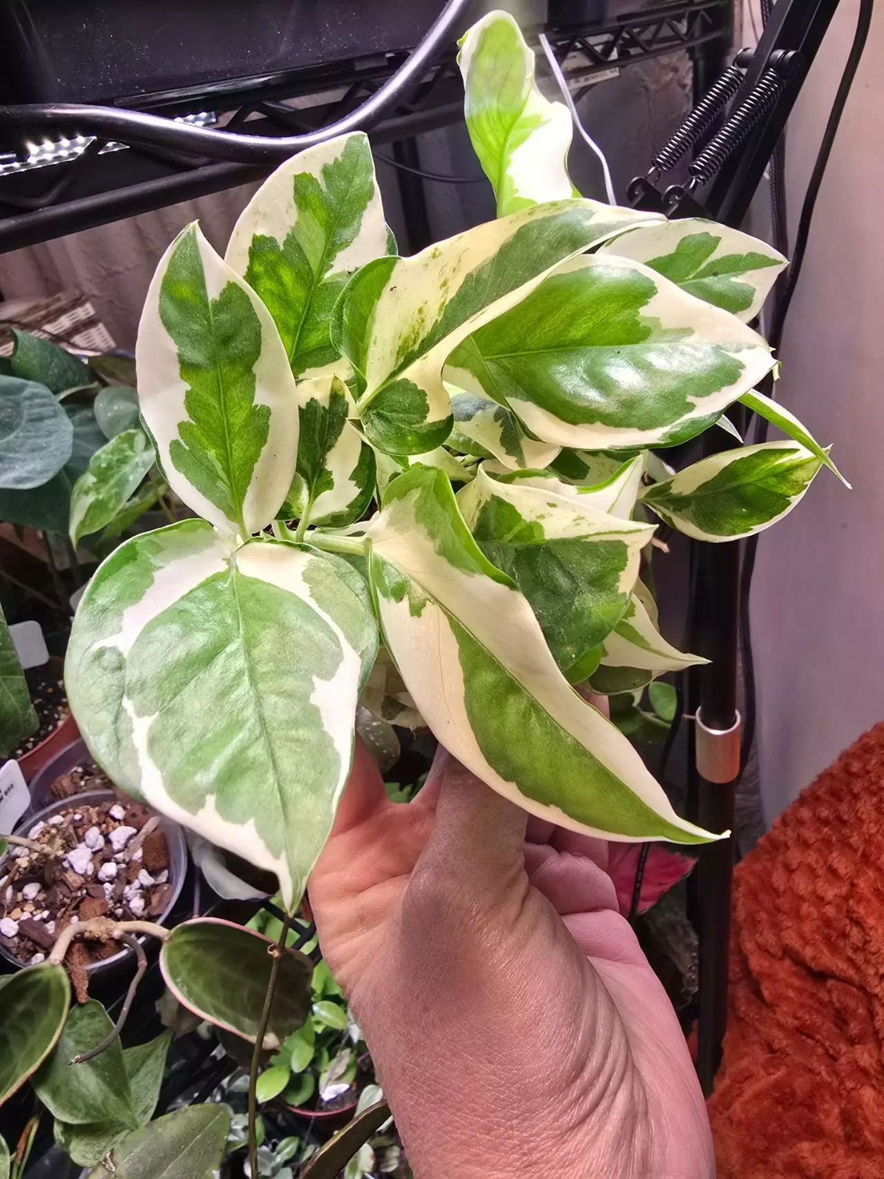 plant/Pearls and Jade Pothos 4 inch-0
