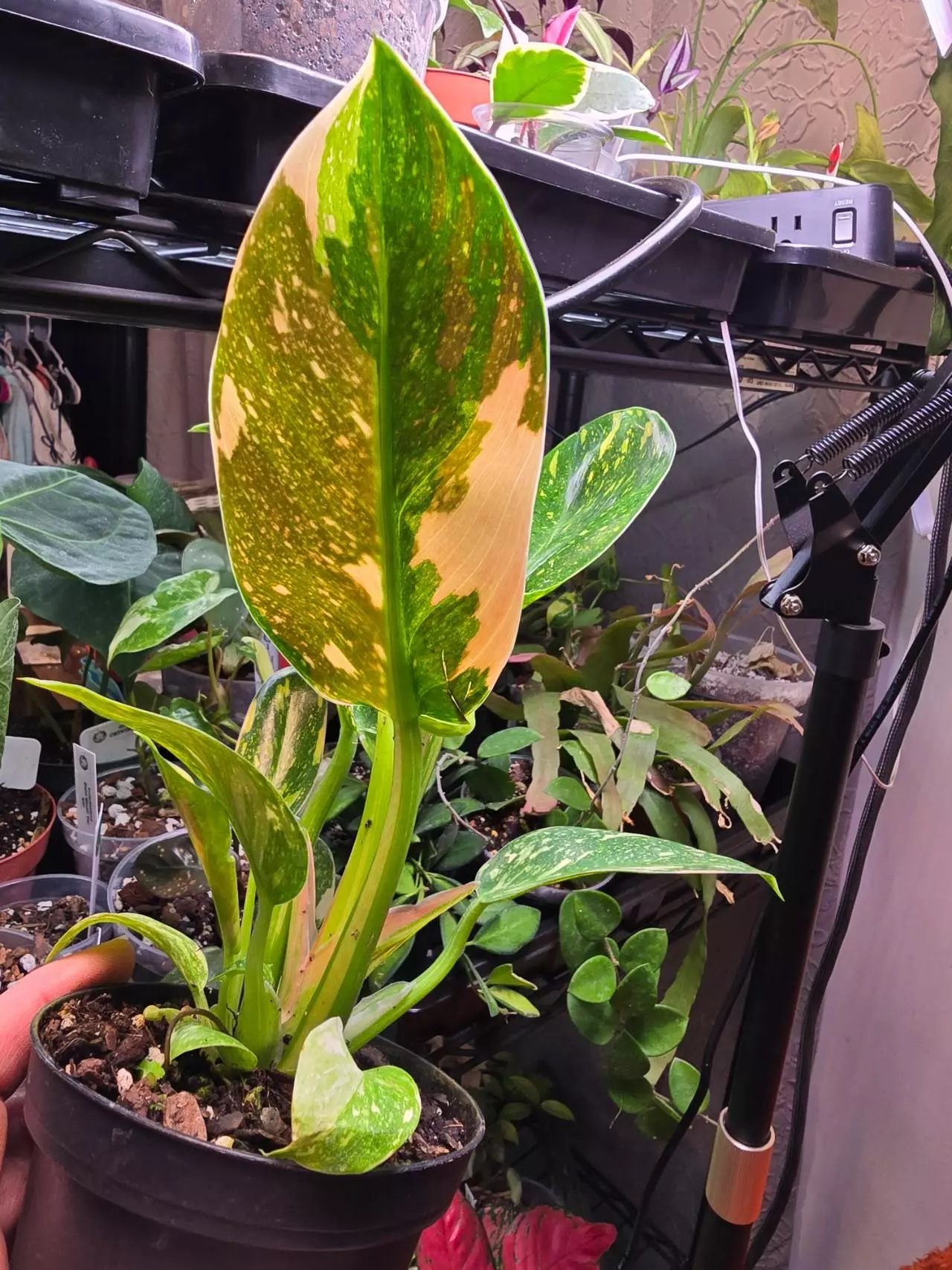 plant/Copper Flame Green Congo Philodendron 4 inch pot-0