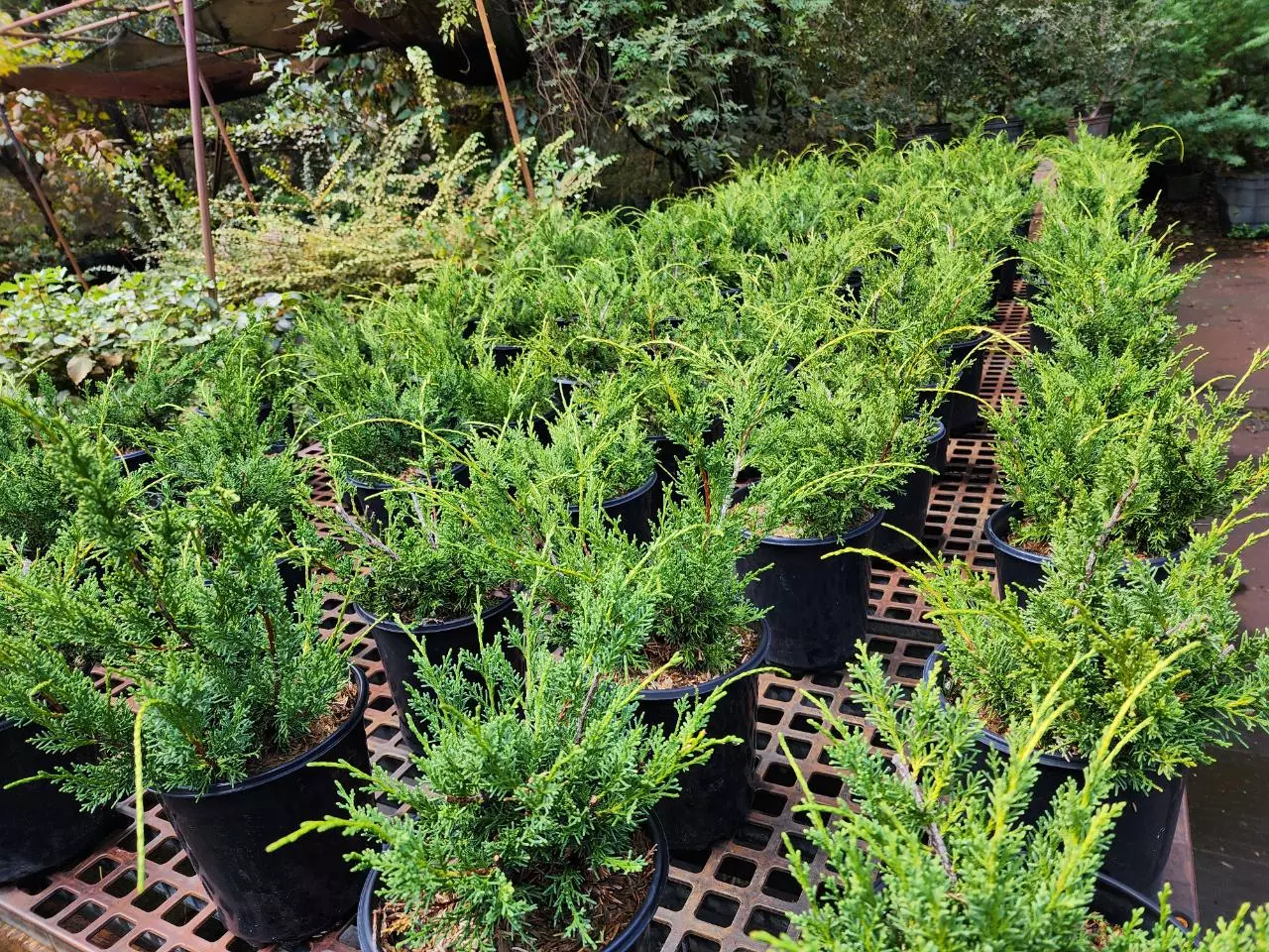 plant/Kishu shimpaku in 1 gallon pot ( growers choice)-1