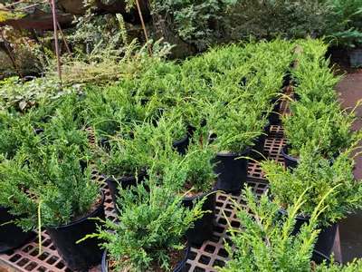 plant/Kishu shimpaku in 1 gallon pot ( growers choice)-1-thumbnail