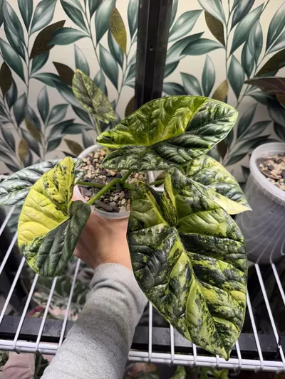 plant/Alocasia Sinuata Aurea CHUNKY Corm! Growers choice!-3-thumbnail