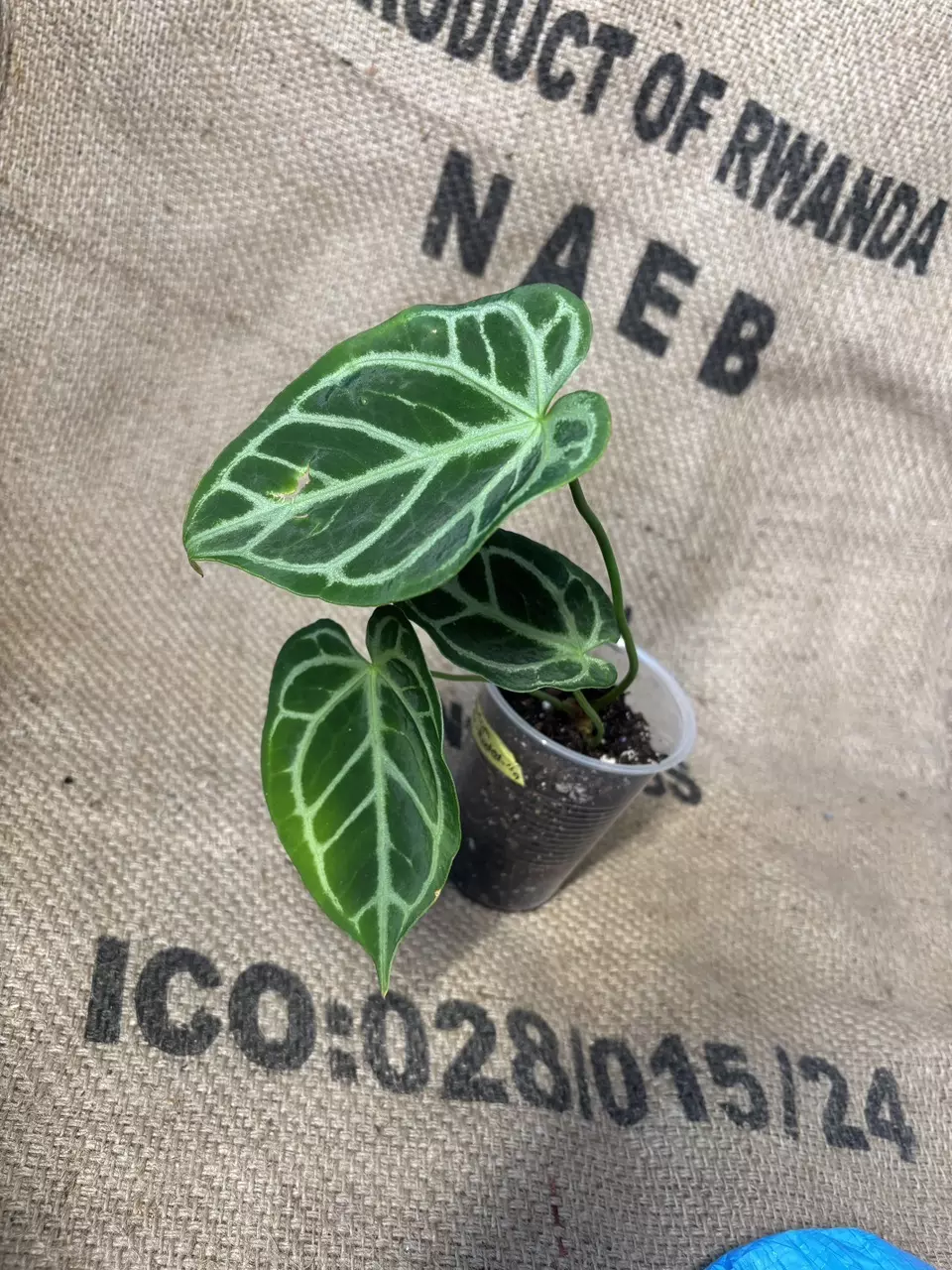 plant/Anthurium Brielle-0