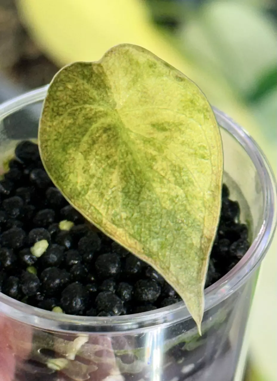 plant/alocasia wentii aurea variegated-1