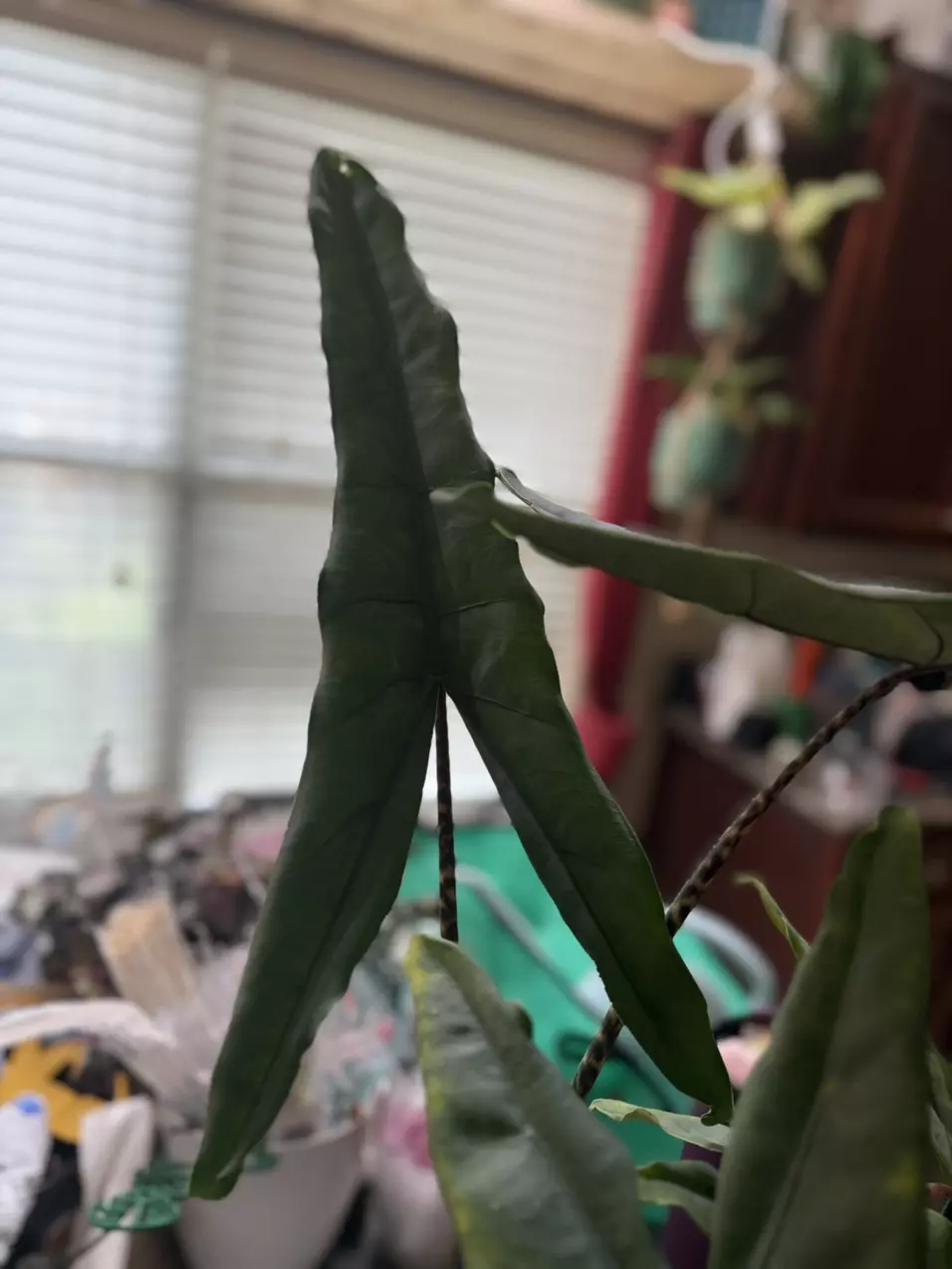 plant/(3) Rooting Zebrina Corms-0