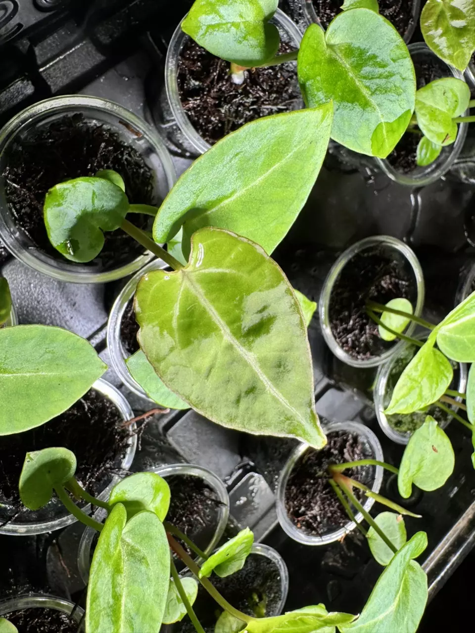 plant/2 sparkly seedling Anthurium Hybrid Bundle-1