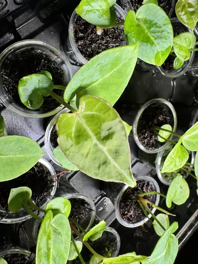 plant/2 sparkly seedling Anthurium Hybrid Bundle-1-thumbnail