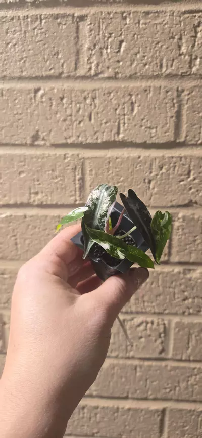 plant/Alocasia pink bambino-0-thumbnail