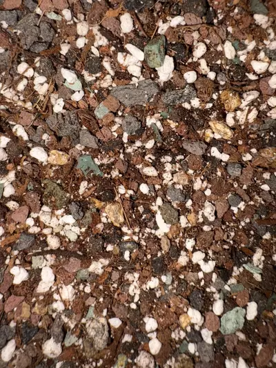 plant/✨Dashing Botanicals Dash Crack Alocasia Mixture✨-1-thumbnail