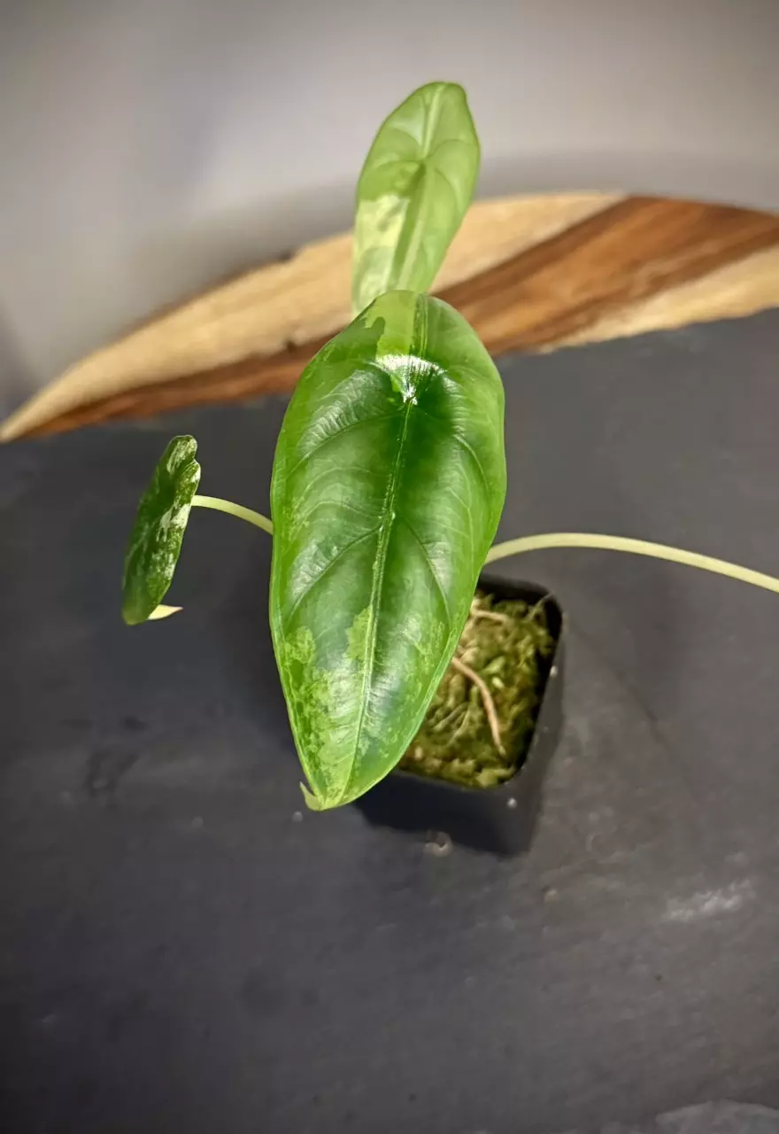 plant/Alocasia Venusta Aurea-3