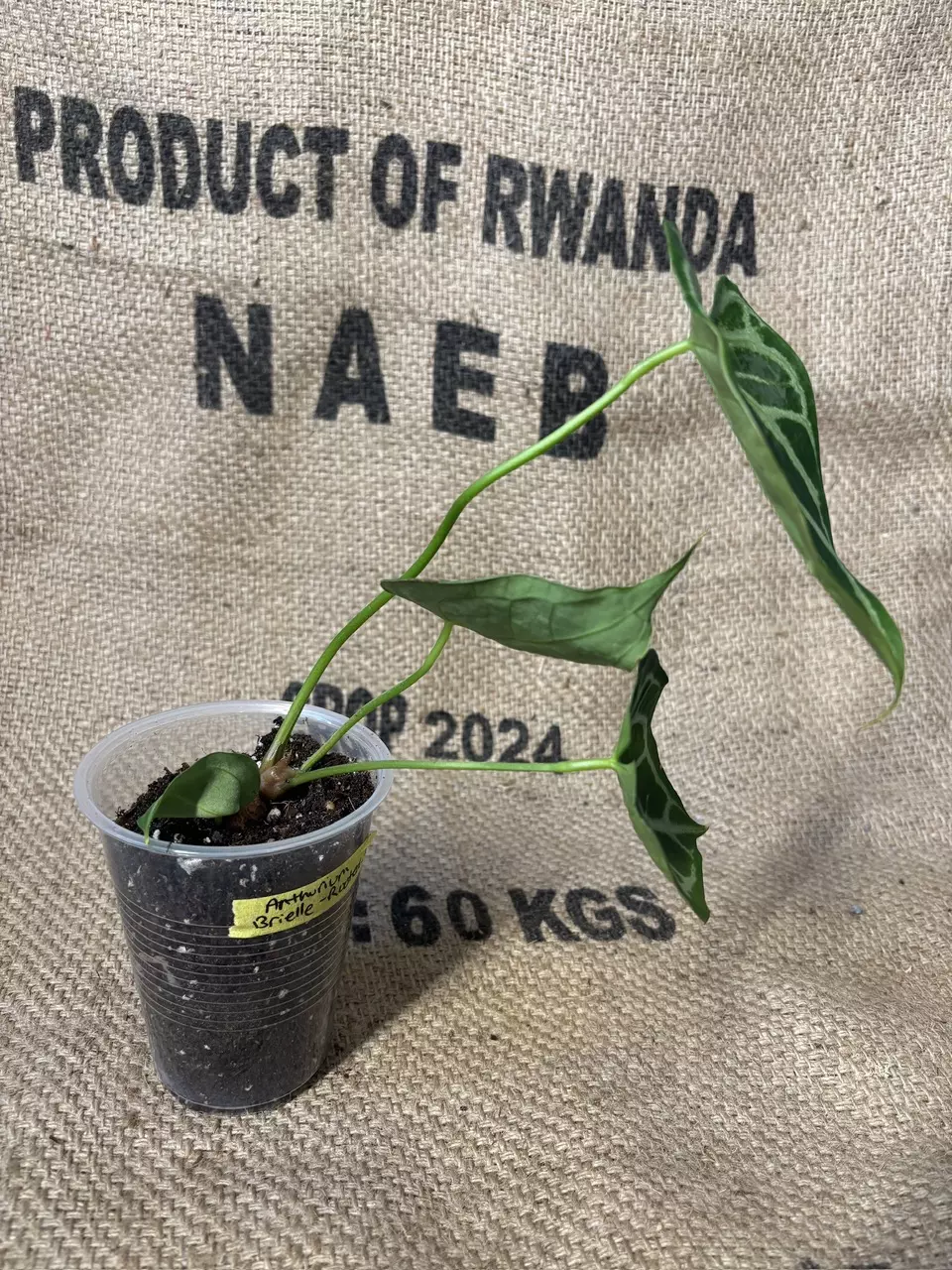 plant/Anthurium Brielle-2