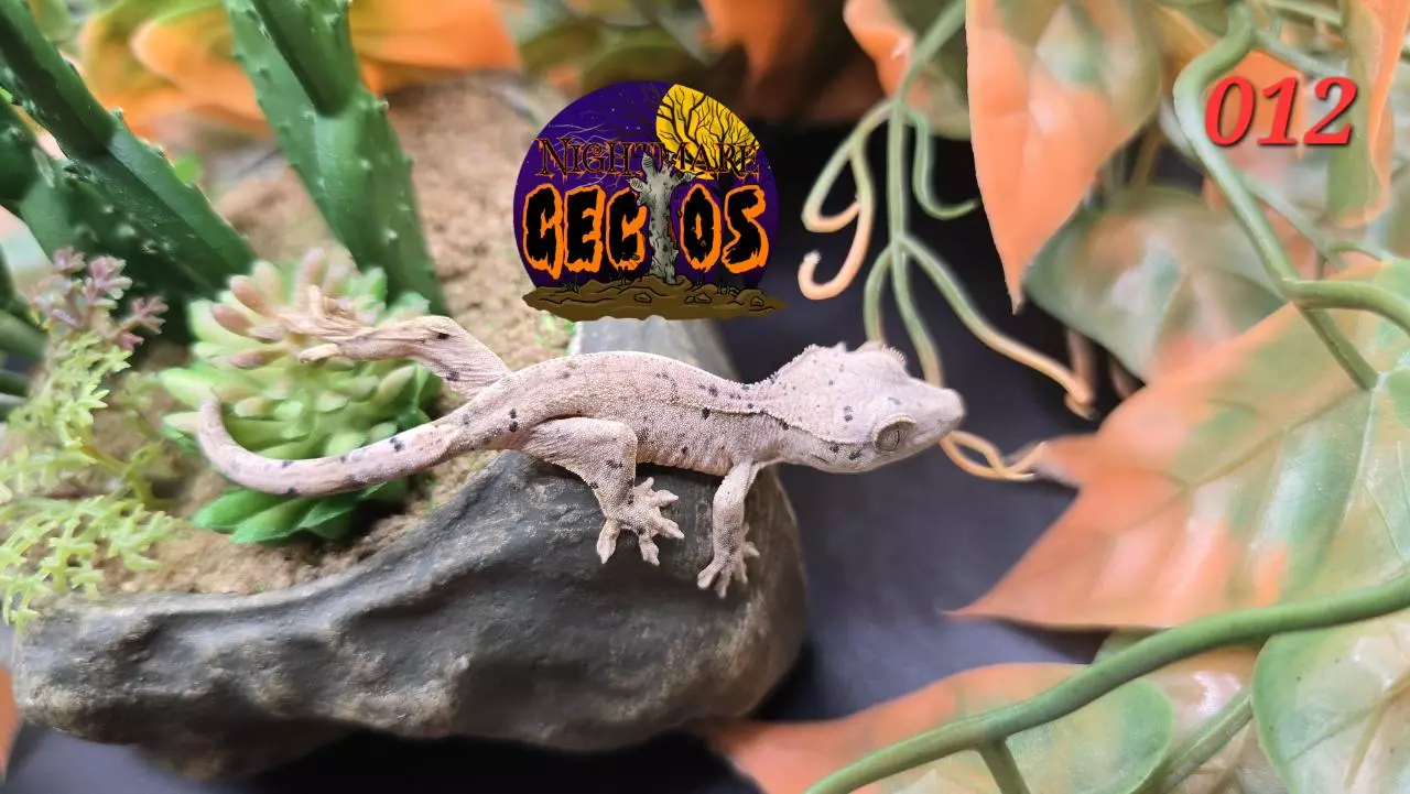 plant/012. Super Dalmation Ink blot poss oil spots SPG X Cheese-0