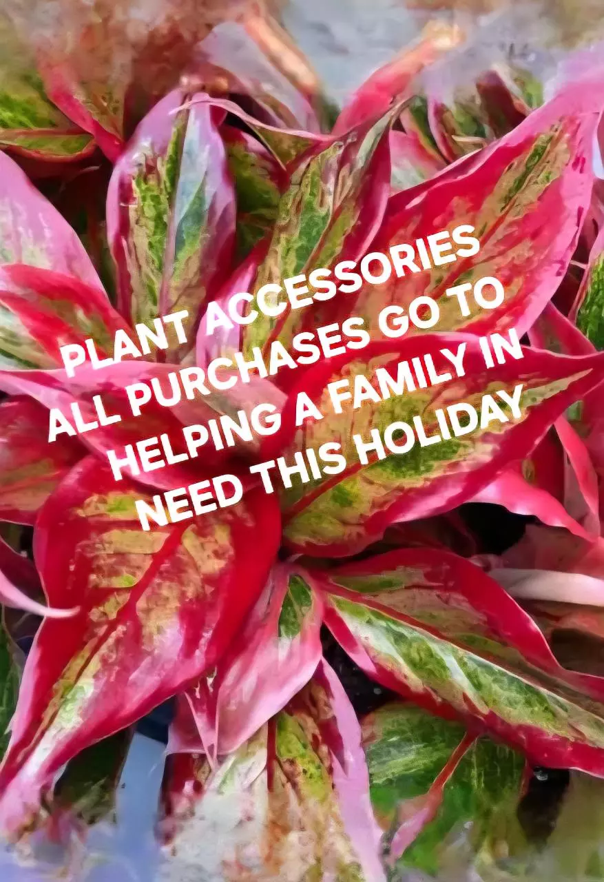 free_shipping/Plant Accessories ALL SALES GO TO HELP A FAMILY FOR HOLIDAYS!-0