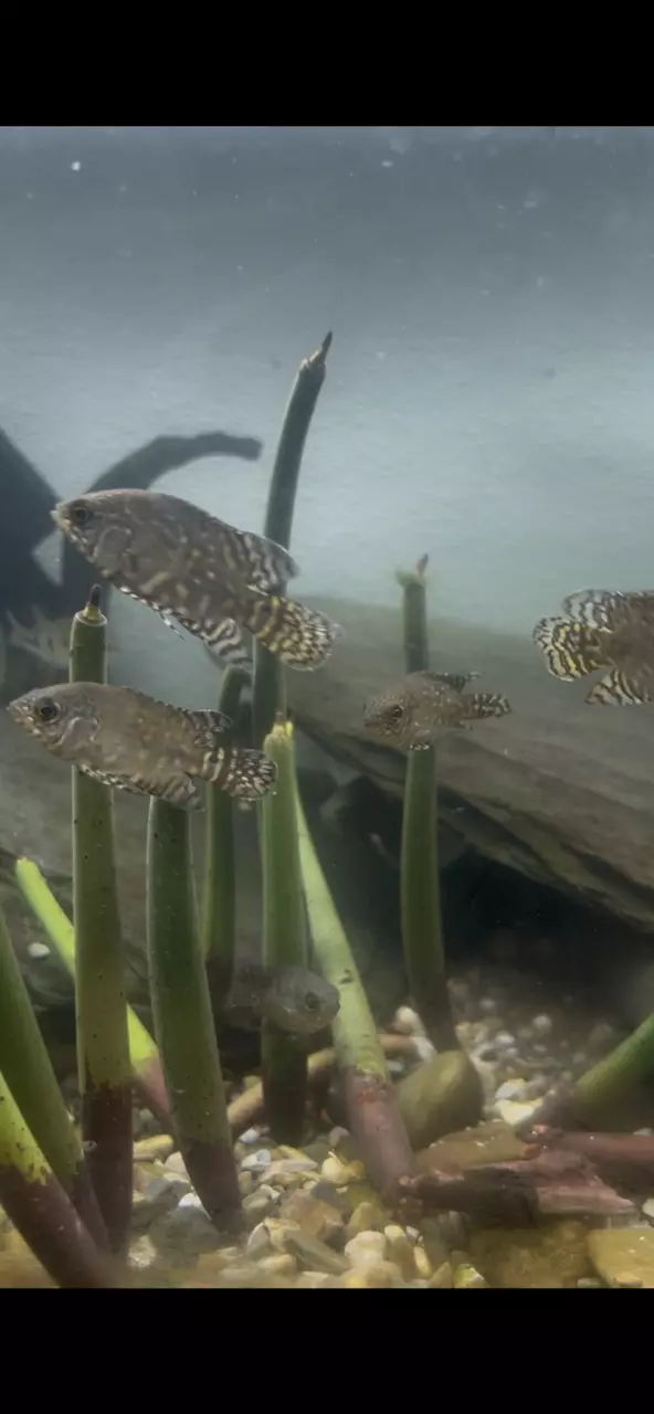 plant/Baby Tiger Oscar-0