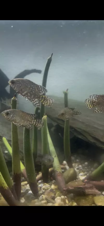 plant/Baby Tiger Oscar-0-thumbnail