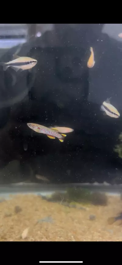 plant/Fundulopanchax Gardneri Killifish Pair-0-thumbnail