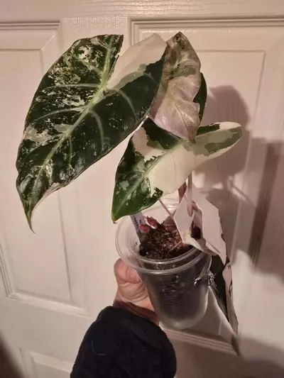 plant/1 Pink dragon albo corms from this momma-0-thumbnail