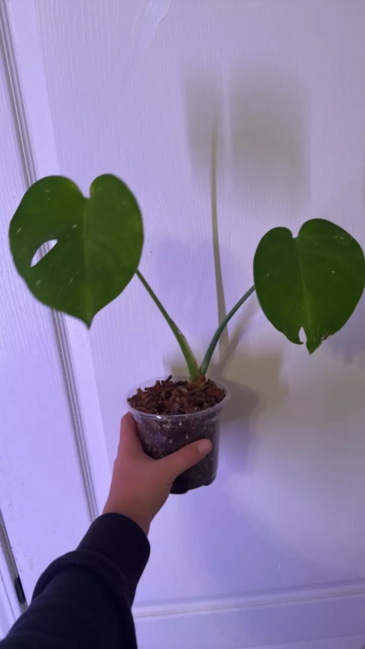 plant/Low varigation Thai constellation (ships in 5 inch pot)-0