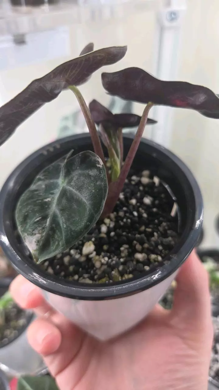 plant/Alocasia Pink Balloon Heart-1