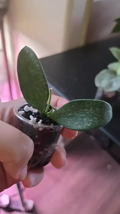 plant/Hoya nummalaroides silver-0-thumbnail