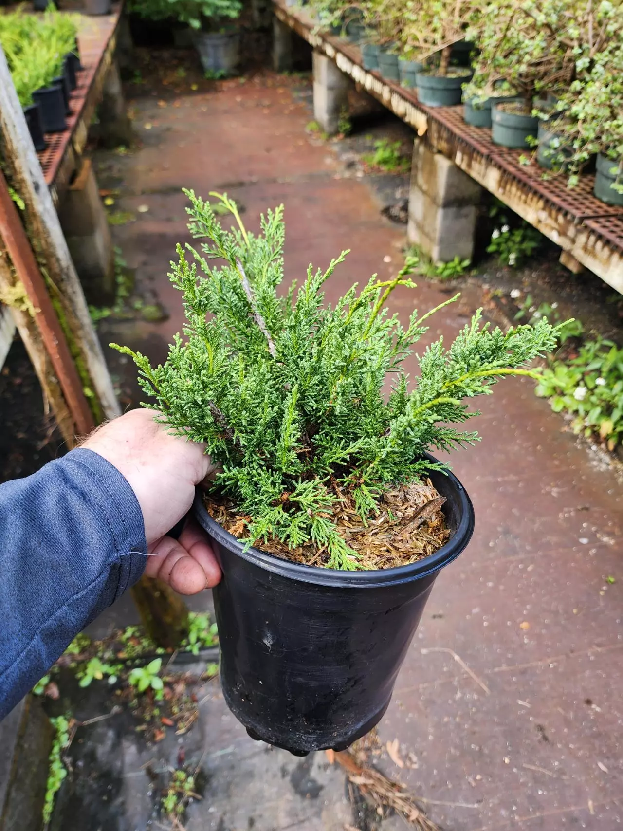 plant/Kishu shimpaku in 1 gallon pot ( growers choice)-0