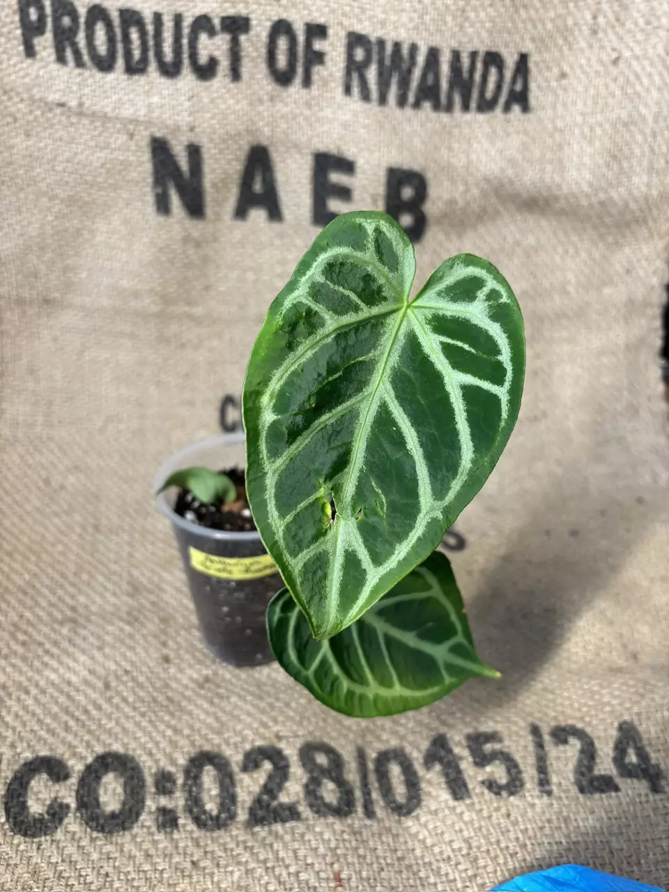 plant/Anthurium Brielle-1