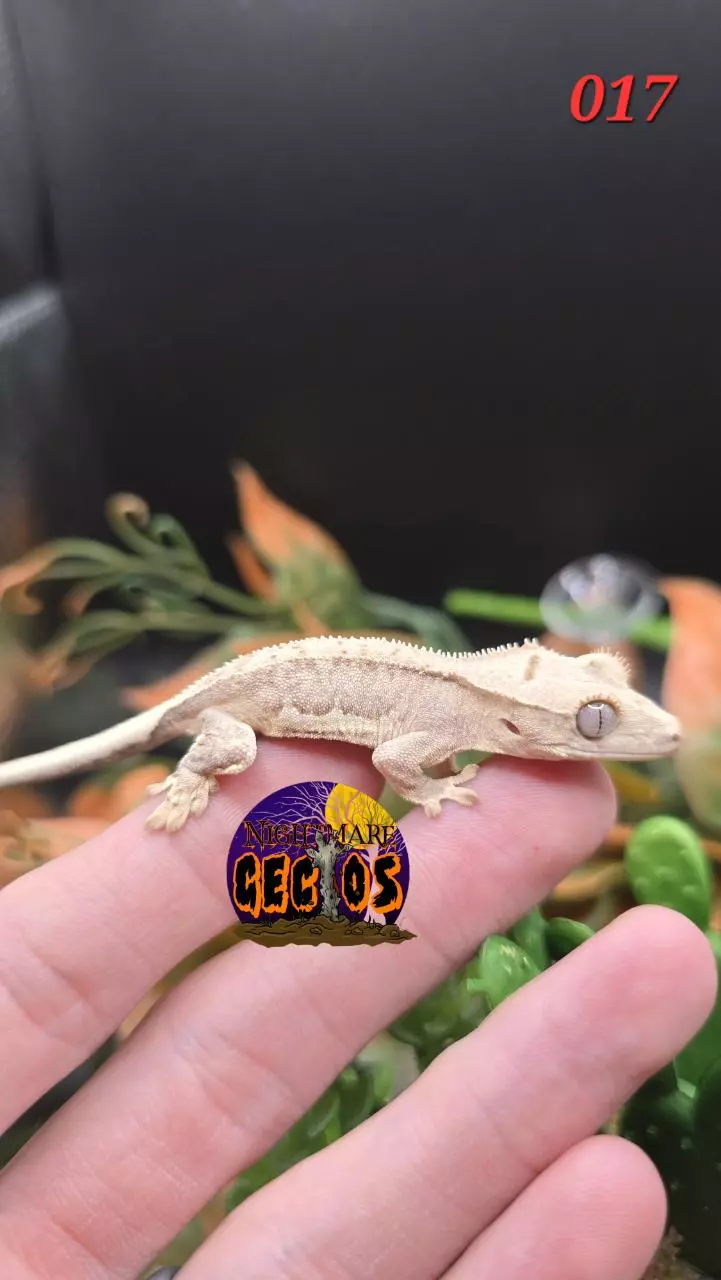 plant/017 Phantom lilly white Banshee X Puff-0