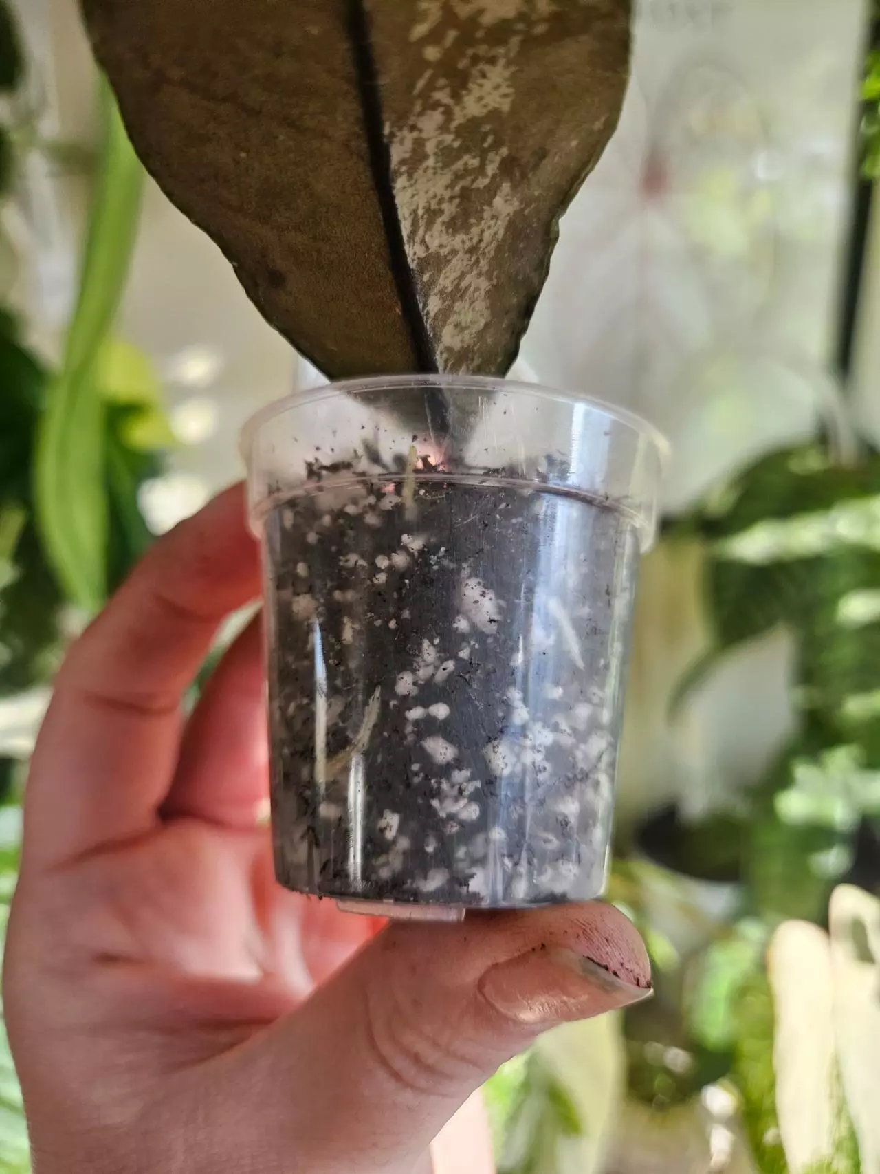 plant/Gunung gading ghost lightly rooted-2