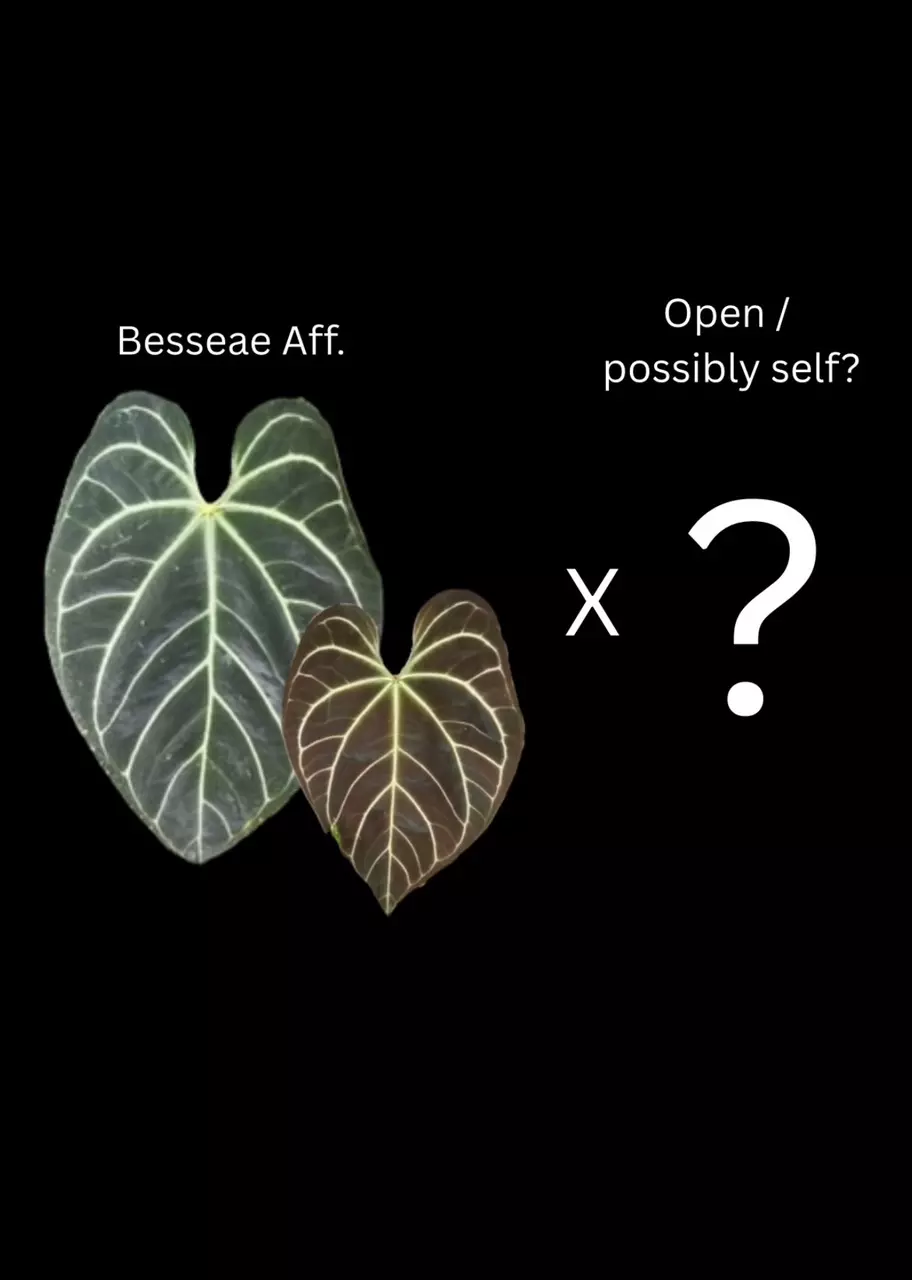 plant/Besseae aff x open - 2 germinated seeds-0