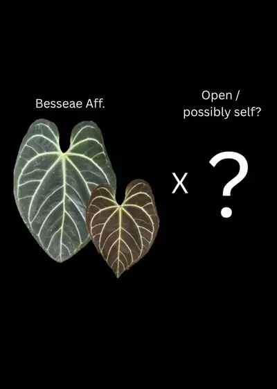 plant/Besseae aff x open - 2 germinated seeds-0-thumbnail